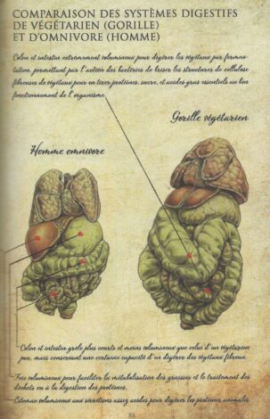 gorille intestin et homme delavier
