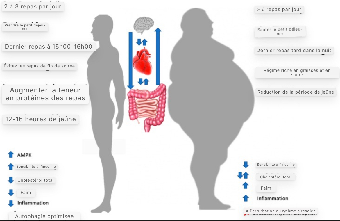jeune intermittent effets