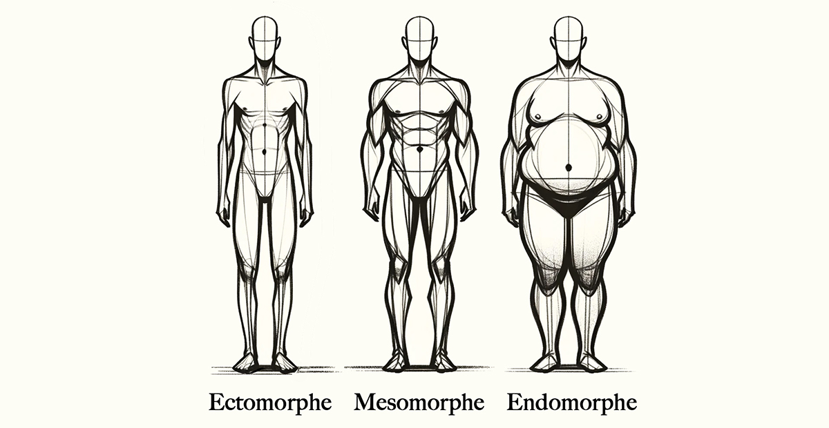 les morphotpypes musculation