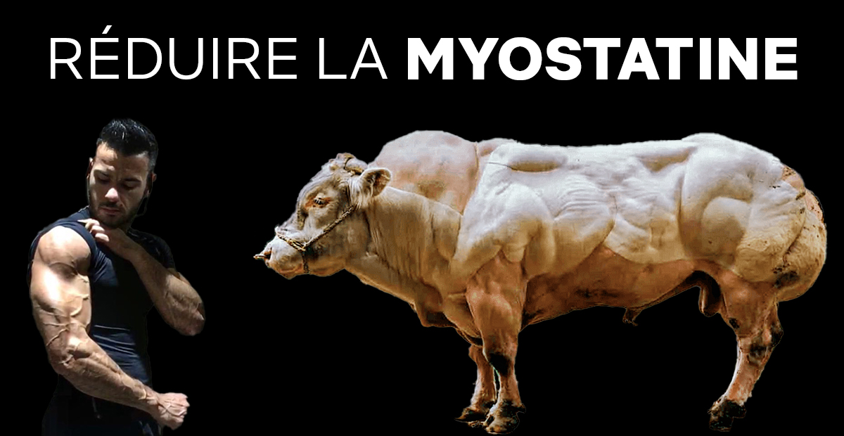 réduire myostatine